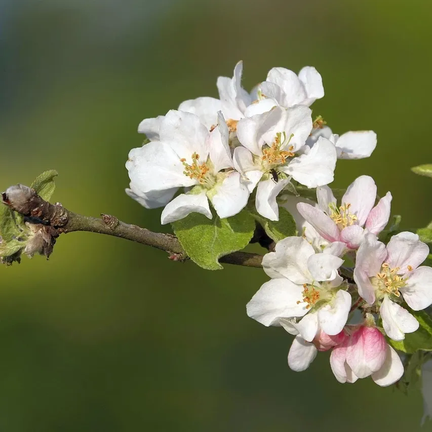 Buy Apple product pallet - Amazon Pallet for sale near me